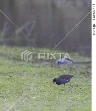 Moorhen foraging on green grass near water in Brittany, France 138902551