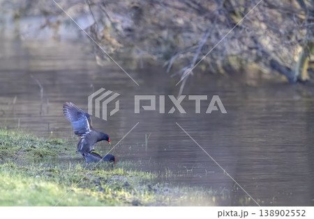 Common moorhens mating at Lieu dit Launay, France Common moorhens mating at Lieu dit Launay, France 138902552