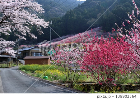 花桃咲く久喜地区を歩く　高知県仁淀川町 138902564
