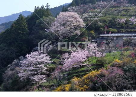 桜咲く上久喜 高知県仁淀川町 桜咲く上久喜 高知県仁淀川町 138902565