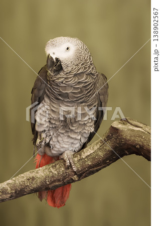 Gray Parrot, Psittacus erithacus, perched Gray Parrot, Psittacus erithacus, perched 138902567