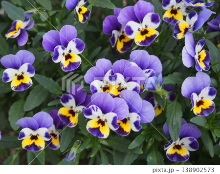 ビオラ（ふかや緑の王国／埼玉県深谷市櫛引24-2） 138902573