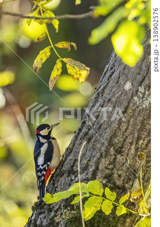 Great spotted woodpecker clinging tree trunk in autumn forest 138902576