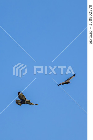Common buzzards flying high in clear blue sky 138902579