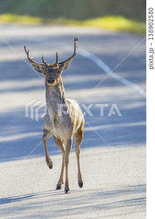 Deer walking on road in Viglasska Huta Kalinka Slovakia Deer walking on road in Viglasska Huta Kalinka Slovakia 138902580