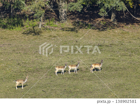 Deer grazing in a Viglasska Huta Kalinka meadow Deer grazing in a Viglasska Huta Kalinka meadow 138902581