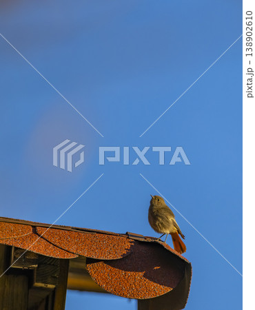 Little redstart bird standing on rooftop looking up 138902610