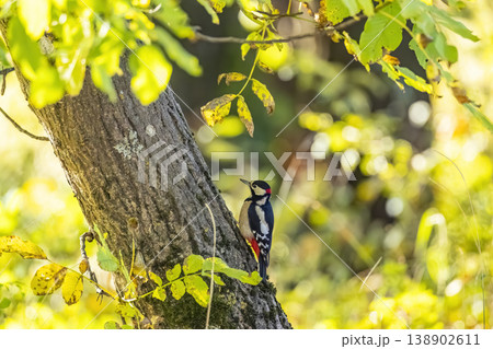 Great spotted woodpecker clinging to tree bark in autumn forest 138902611