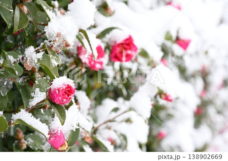 雪景色の中で咲くサザンカの花 雪景色の中で咲くサザンカの花 138902669