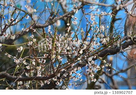咲き始めた梅の花 咲き始めた梅の花 138902707