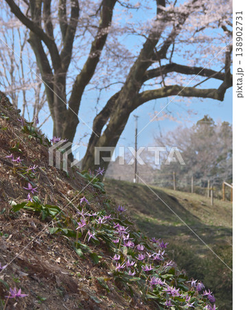 鉢形城址の氏邦桜のもとに咲くカタクリの花 自然風景(2026年3月) 鉢形城址の氏邦桜のもとに咲くカタクリの花 自然風景(2026年3月) 138902731