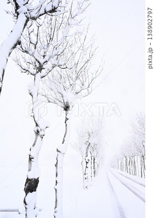 雪に覆われた満願寺のハサ木並木（新潟県新潟市秋葉区新津） 138902797