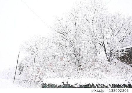 雪に覆われた満願寺のハサ木並木(新潟県新潟市秋葉区新津) 雪に覆われた満願寺のハサ木並木(新潟県新潟市秋葉区新津) 138902801