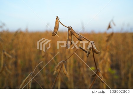 Soybean Pods in Field, Natural Agriculture Background with Shallow Depth of Field 138902806