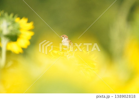 ひまわりの花で休むスズメ 138902818