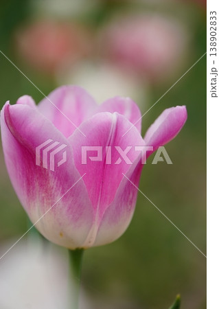薄ピンク色のふんわりチューリップ 138902833