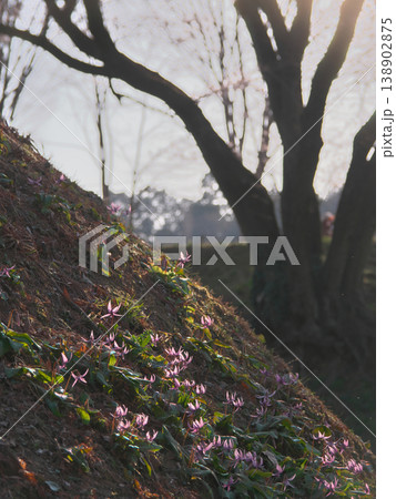 鉢形城址の氏邦桜のもとに咲く夕暮れのカタクリの花　 自然風景（2026年3月） 138902875