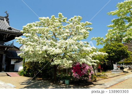 A garden with a Nanjamonja tree 138903303