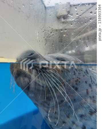 気持ちよさそうに目をつぶるアザラシ 138903364