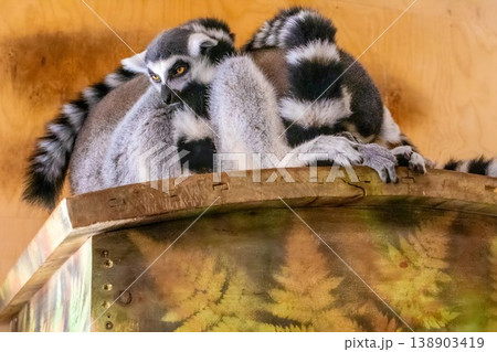 lemur on the tree 138903419