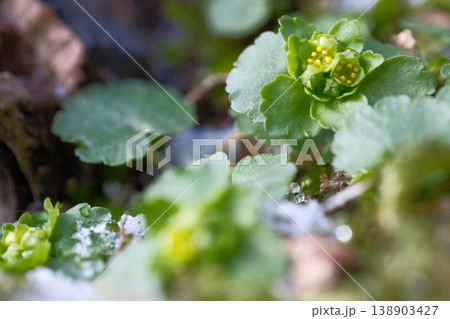 残雪に咲くネコノメソウ 雪解けの季節に芽吹く早春の野草と春の兆し 残雪に咲くネコノメソウ 雪解けの季節に芽吹く早春の野草と春の兆し 138903427