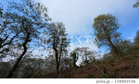 tree in the forest tree in the forest 138903536