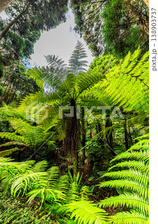 ヘゴが群生する種子島の神秘的な森林風景 138903737