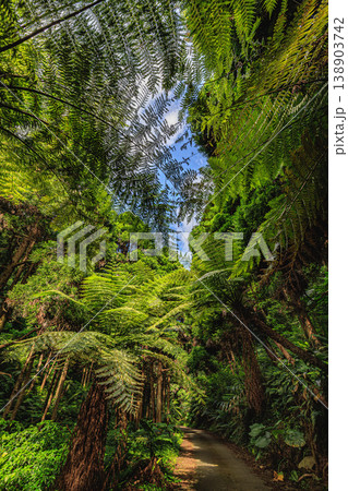 鹿児島・種子島の自然遺産、ヘゴ自生群落 138903742