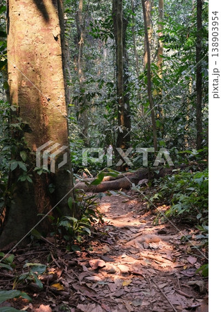 old tree in the forest 138903954