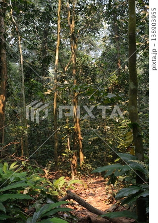 green forest with trees green forest with trees 138903955