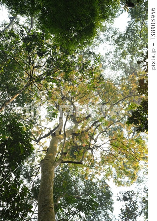 big tree in the forest big tree in the forest 138903956