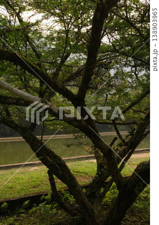 tree in the garden tree in the garden 138903965
