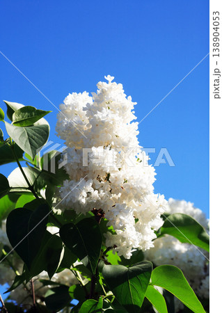 Blooming Lilac Blooming Lilac 138904053
