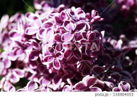 Blooming Lilac Blooming Lilac 138904055