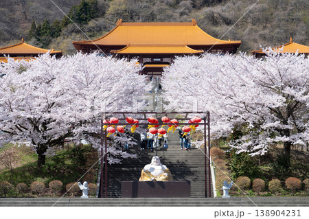 満開の桜が咲く佛光山法水寺 満開の桜が咲く佛光山法水寺 138904231