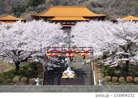 満開の桜が咲く佛光山法水寺 138904232