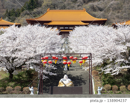 満開の桜が咲く佛光山法水寺 満開の桜が咲く佛光山法水寺 138904237