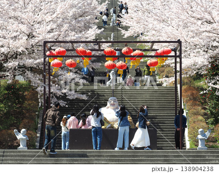 満開の桜が咲く佛光山法水寺 満開の桜が咲く佛光山法水寺 138904238