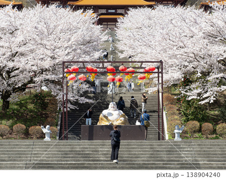 満開の桜が咲く佛光山法水寺 満開の桜が咲く佛光山法水寺 138904240