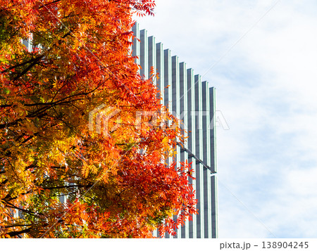 都心の秋景色 すがすがしい青空に映える美しい紅葉 都心の秋景色 すがすがしい青空に映える美しい紅葉 138904245