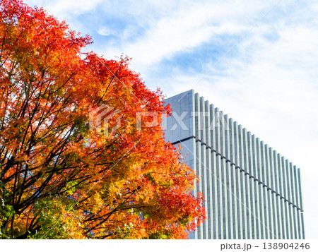 都心の秋景色 すがすがしい青空に映える美しい紅葉 都心の秋景色 すがすがしい青空に映える美しい紅葉 138904246