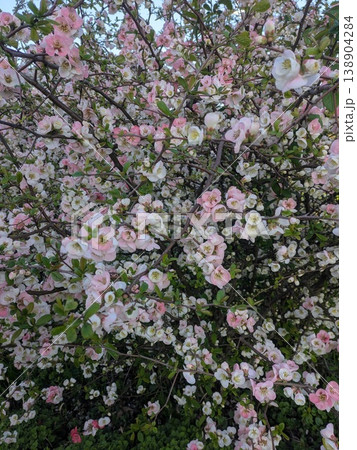 淡いピンクと白のグラデーションが美しいボケの花 淡いピンクと白のグラデーションが美しいボケの花 138904284