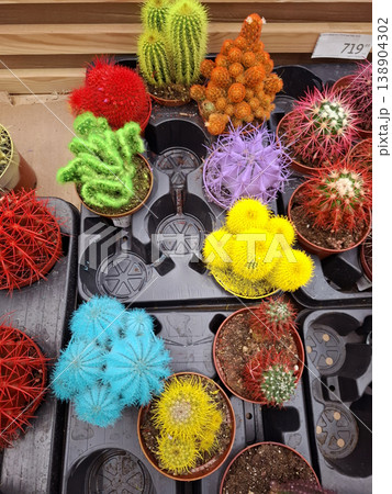 Small cacti in bright colors of blue, yellow, red, and purple are placed in nursery pots. They are arranged neatly on a display shelf in a plant shop. 138904302