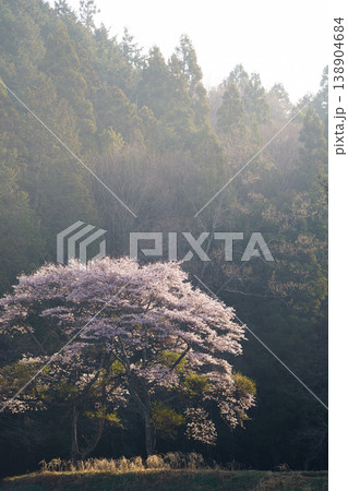 農村に咲く一本桜 春の里山に佇む美しい風景 農村に咲く一本桜 春の里山に佇む美しい風景 138904684