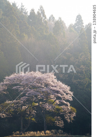 農村に咲く一本桜 春の里山に佇む美しい風景 農村に咲く一本桜 春の里山に佇む美しい風景 138904685