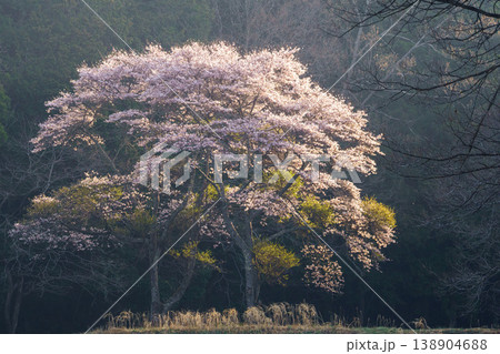 農村に咲く一本桜 春の里山に佇む美しい風景 138904688