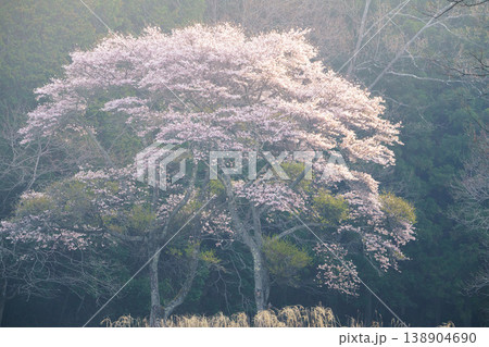 農村に咲く一本桜 春の里山に佇む美しい風景 138904690