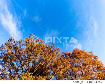鮮やかな紅葉と青空 鮮やかな紅葉と青空 138904747