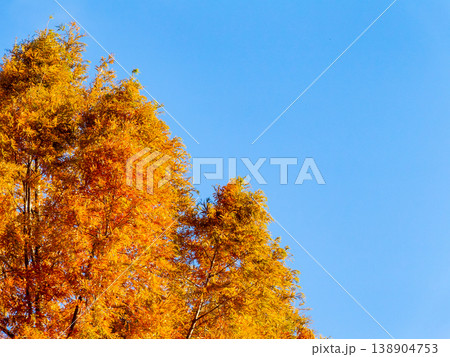 鮮やかな紅葉と青空 鮮やかな紅葉と青空 138904753