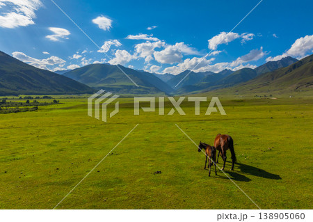 Adult horse and foal grazing in serene mountain valley 138905060